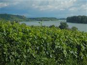 Nierstein, Blick auf den Rhein